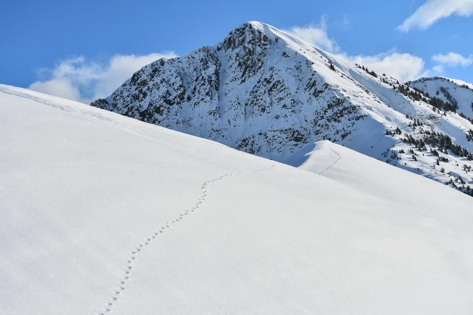 © Traces and signs of life - Corbier Tourisme