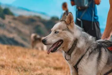 © Cani rando wandeling - Corbier Tourisme