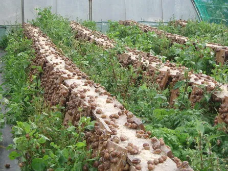 L'Escargot de la Maison Blanche
