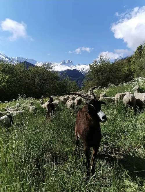 La Bergerie de l'Etoile