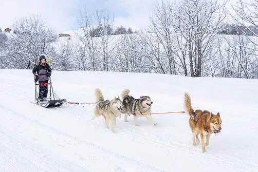 Dog sledding
