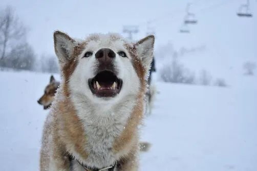 Balade cani-rando
