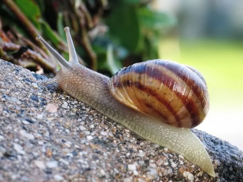 The White House Snail