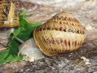 The White House Snail