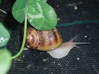 The White House Snail
